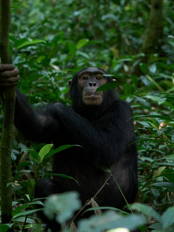 Chimpanzee in the dense forest of Kibale
