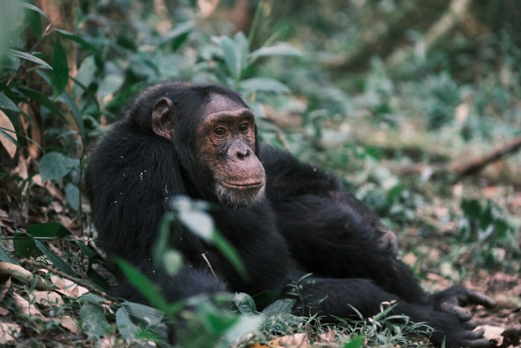 Chimpanzee sitting among the greenery