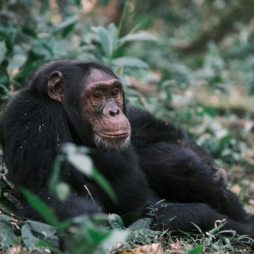 Chimpanzee in the forest on a Rwanda primate trek