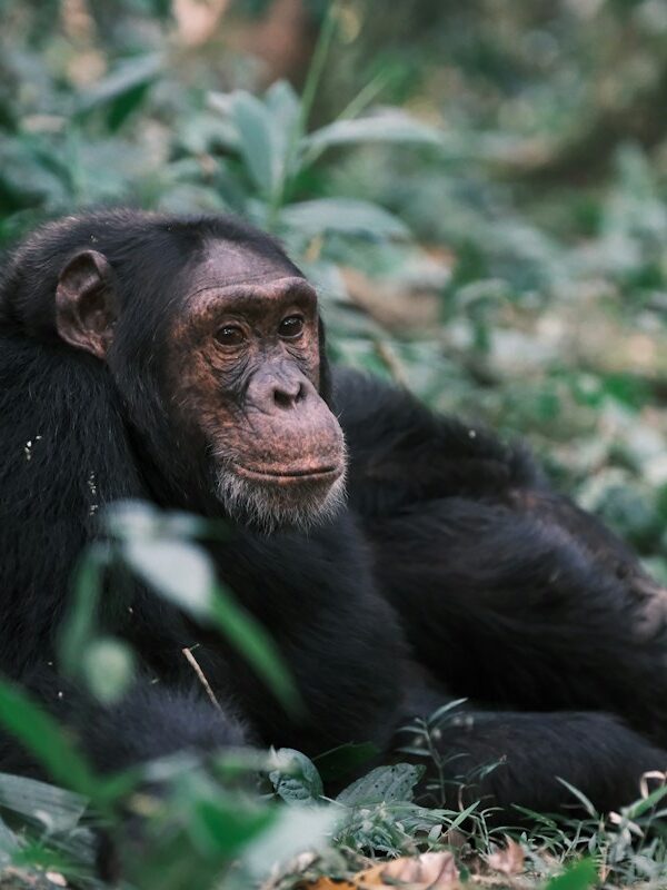 Chimpanzee in the forest on a Rwanda primate trek
