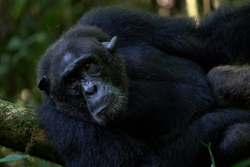 2 Days Nyungwe Chimpanzee Trekking and Canopy Walk