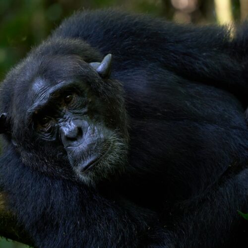 2 Days Nyungwe Chimpanzee Trekking and Canopy Walk