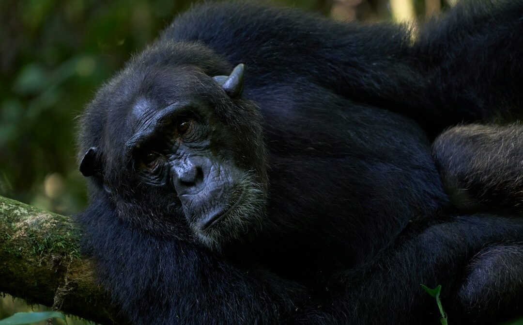 Chimpanzee Trekking in Kibale: Permits, Costs and Best Time
