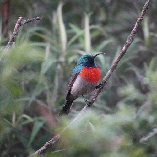 Colourful bird on a branch in the forest