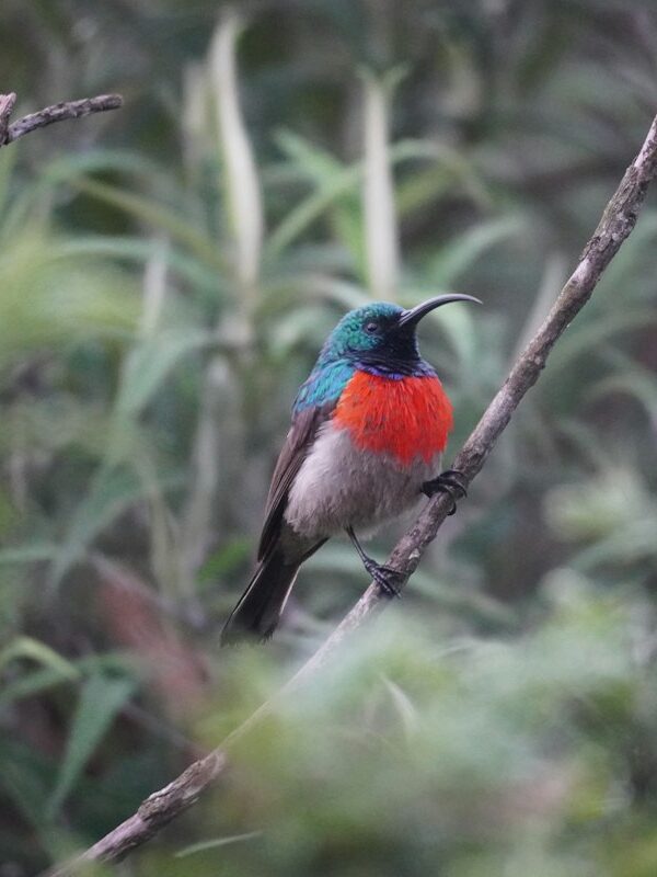 Colourful bird on a branch in the forest