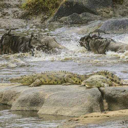 Crocodiles on the riverbank as wildebeest cross behind them