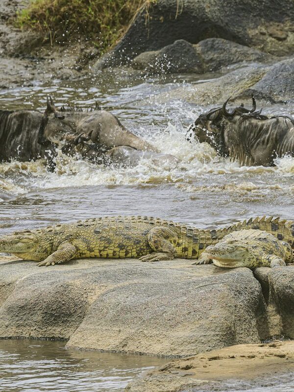 Crocodiles on the riverbank as wildebeest cross behind them