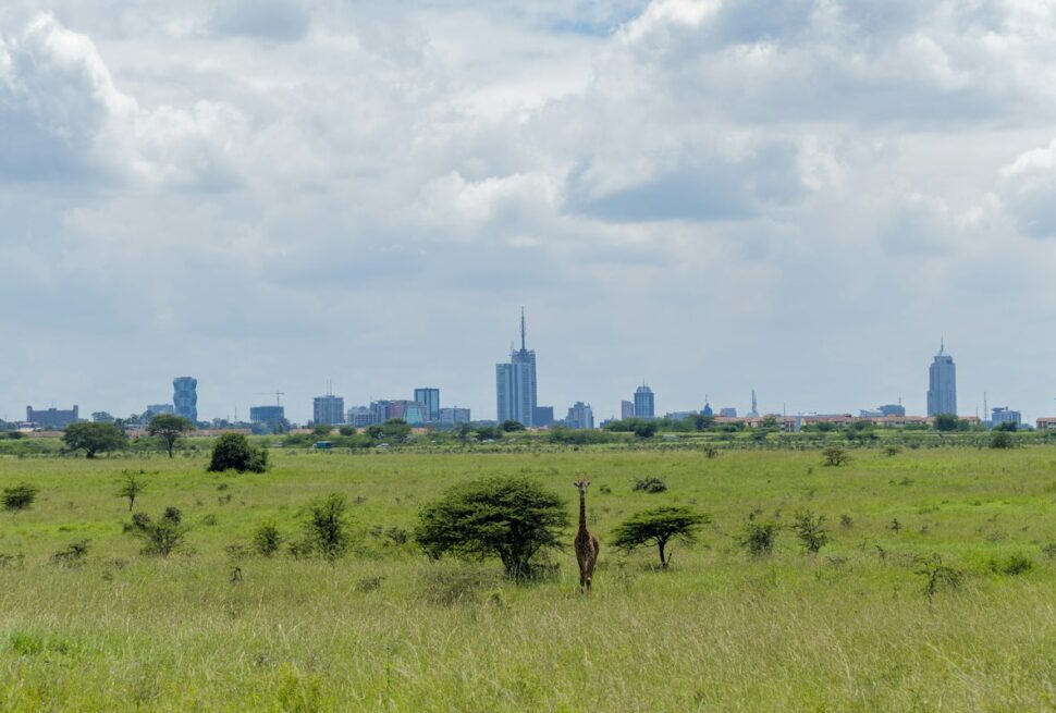 Day trips from Nairobi – a giraffe in Nairobi National Park with the city skyline behind