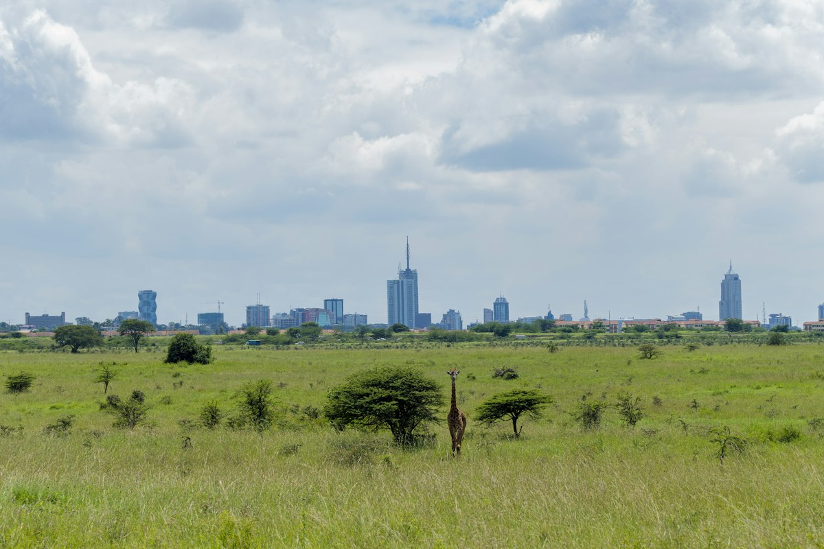 Day trips from Nairobi – a giraffe in Nairobi National Park with the city skyline behind