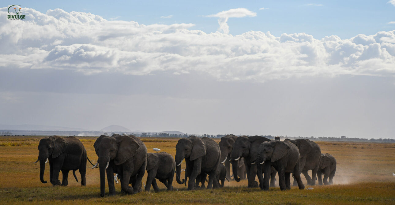 How to Pick Between Amboseli Lodges for Kilimanjaro Views, Elephants and Budget