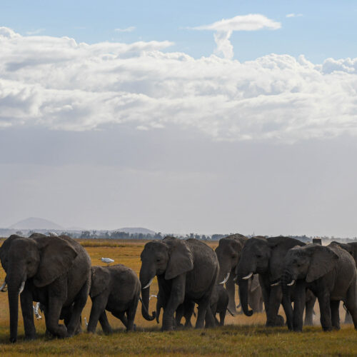 Elephant herd walking in front of Kilimanjaro