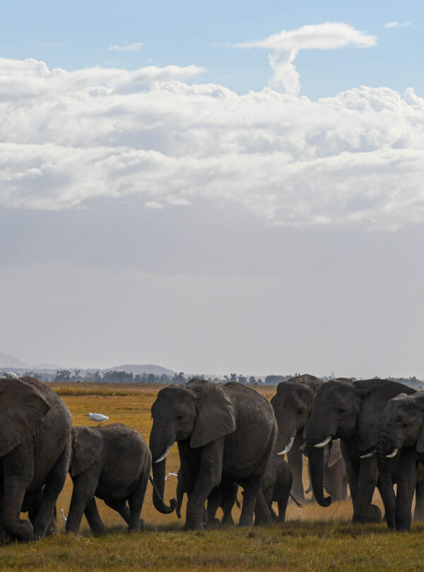 Elephant herd walking in front of Kilimanjaro