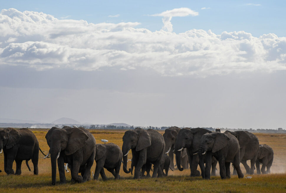 Elephant herd walking in front of Kilimanjaro