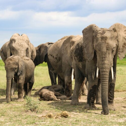 Elephant family with young below Kilimanjaro