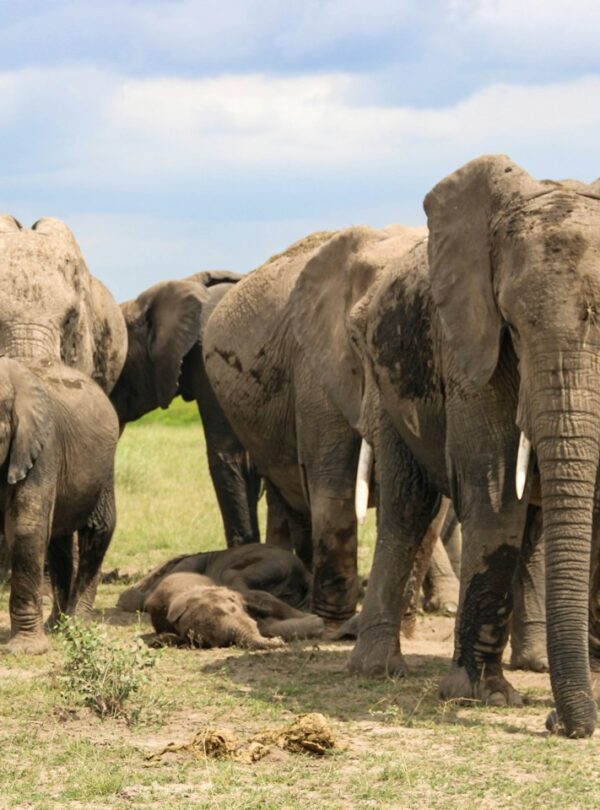 Elephant family with young below Kilimanjaro