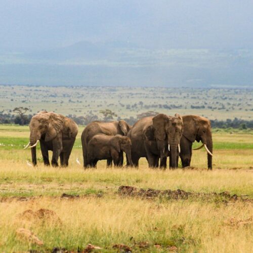 Elephant herd walking in front of Kilimanjaro