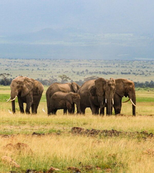 Elephant herd walking in front of Kilimanjaro