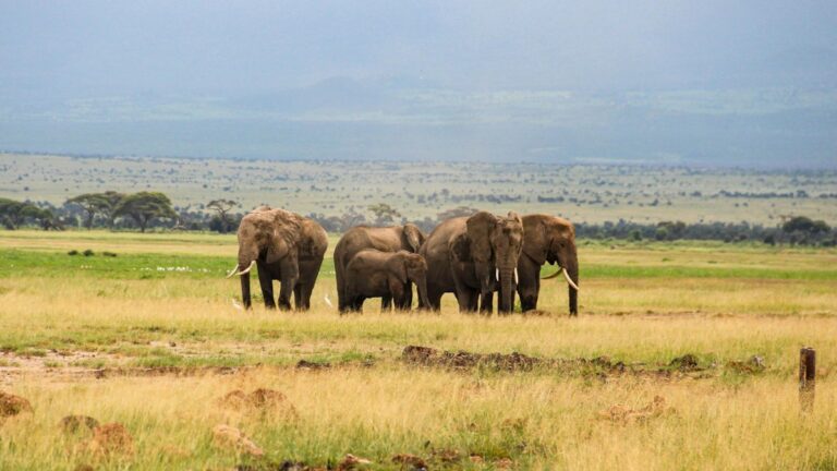 Masai Mara vs Amboseli: 7 Honest Differences to Help You Choose