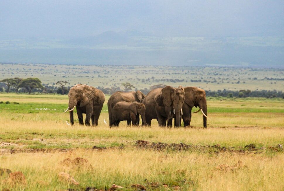 Elephant herd walking in front of Kilimanjaro