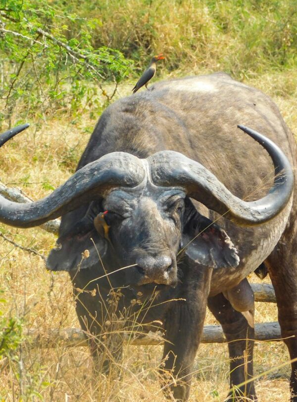 Elephant in Akagera National Park on a safari