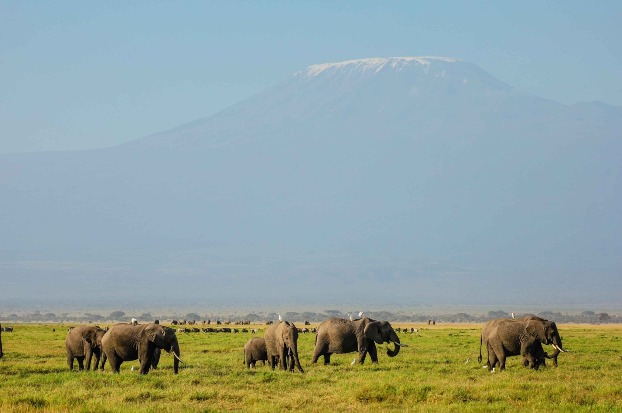 Elephants grazing below Mount Kilimanjaro in Amboseli