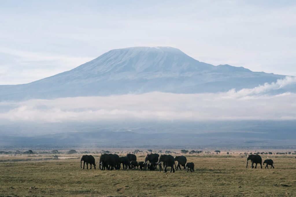 Elephants grazing below Mount Kilimanjaro