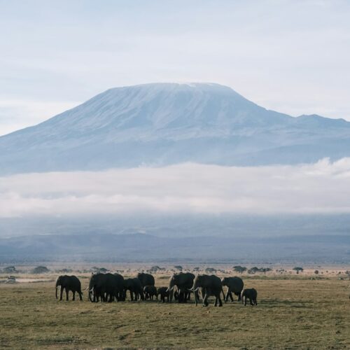 Elephants grazing below Mount Kilimanjaro