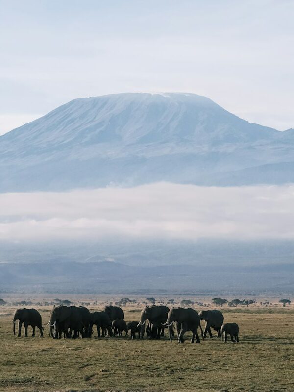 Elephants grazing below Mount Kilimanjaro