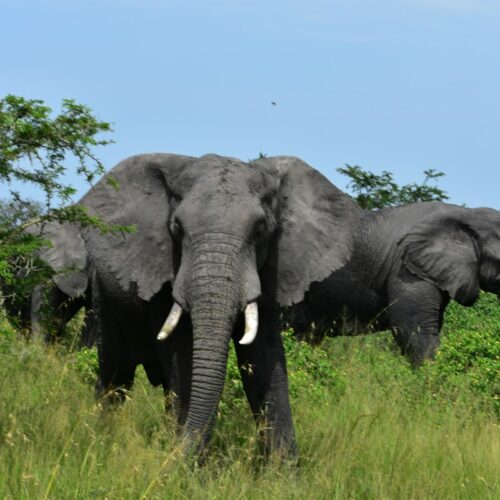 Elephants in Akagera National Park, Rwanda