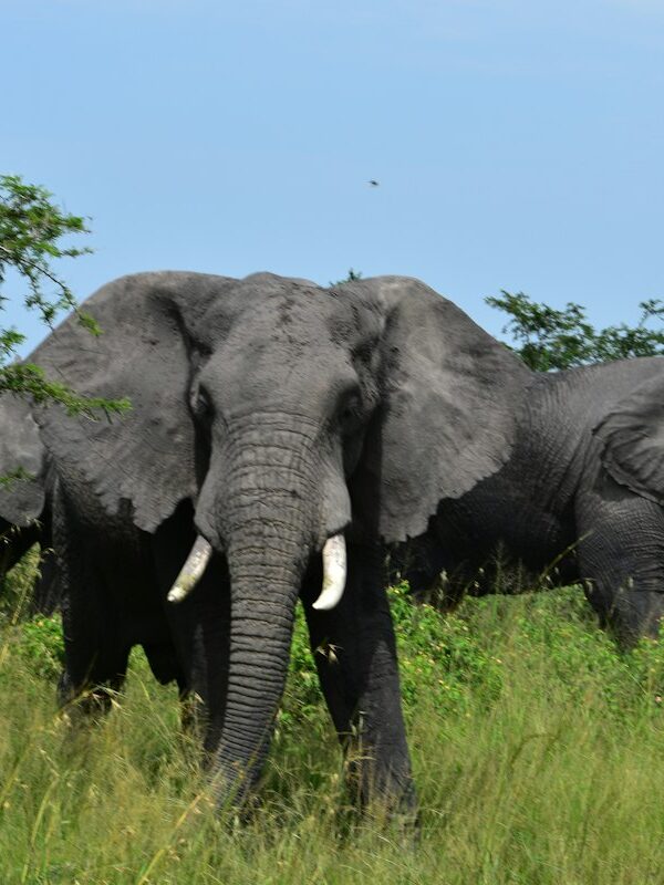 Elephants in Akagera National Park, Rwanda