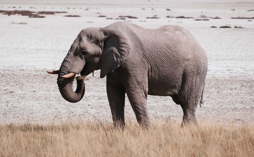 How to Plan an Etosha Safari Around the Waterholes