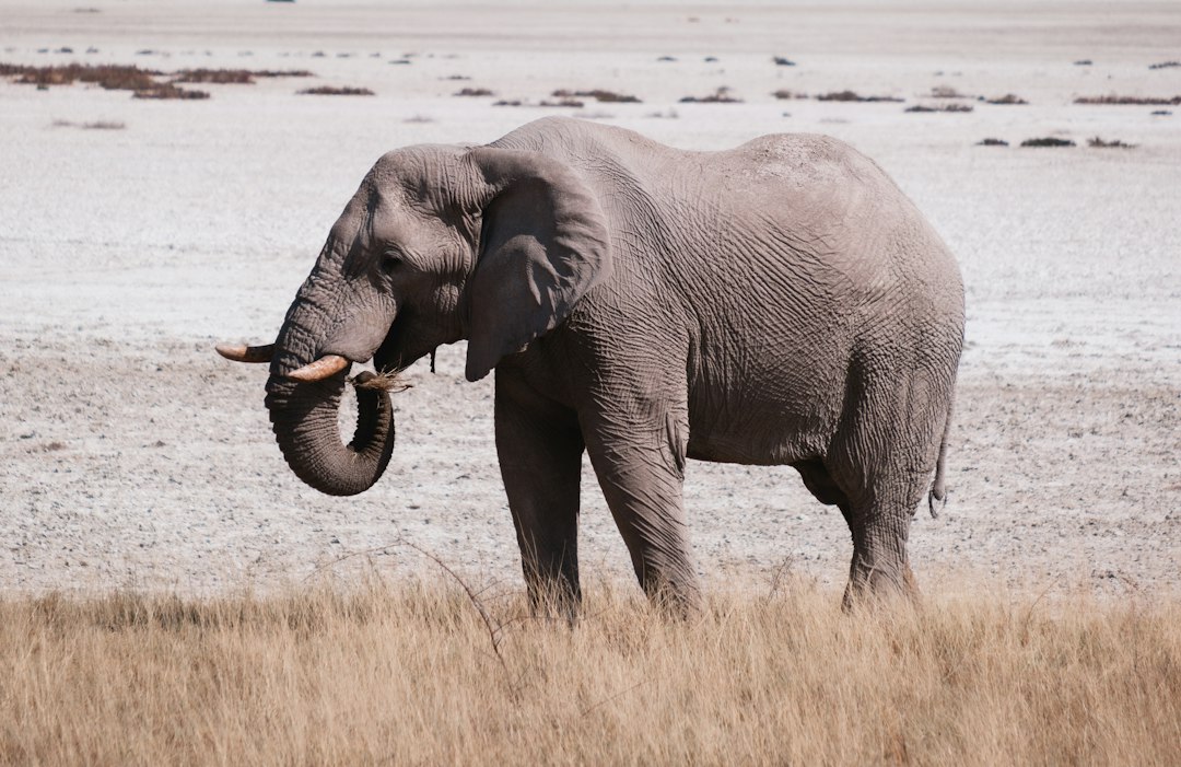 Etosha safari – an elephant at the edge of the Etosha salt pan in Namibia