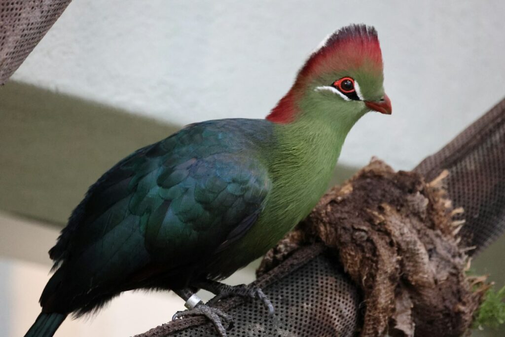 Fischer's turaco, a coastal forest speciality