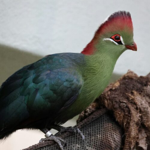 Fischer's turaco, a coastal forest speciality