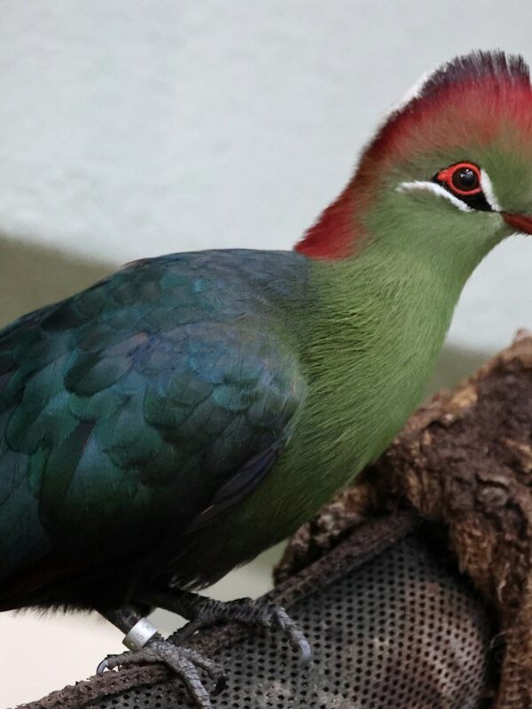 Fischer's turaco, a coastal forest speciality