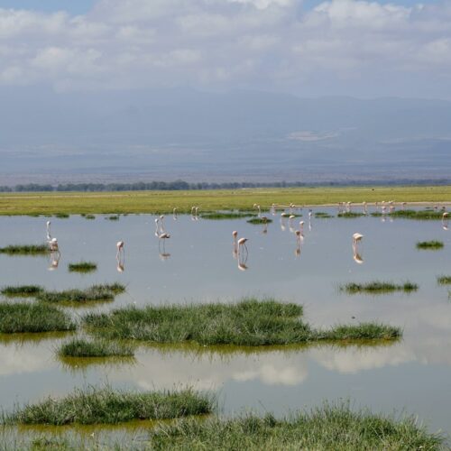 Flamingos in Amboseli National Park, Kenya