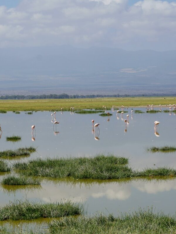 Flamingos in Amboseli National Park, Kenya