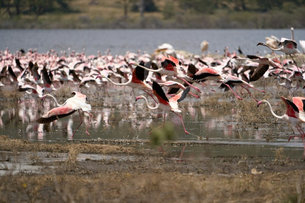 Flamingos taking flight over Lake Nakuru