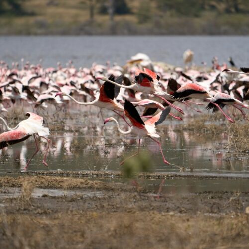 Flamingos taking flight over Lake Nakuru