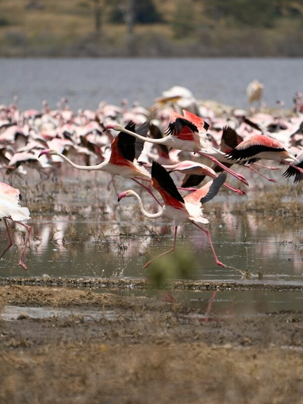 Flamingos taking flight over Lake Nakuru