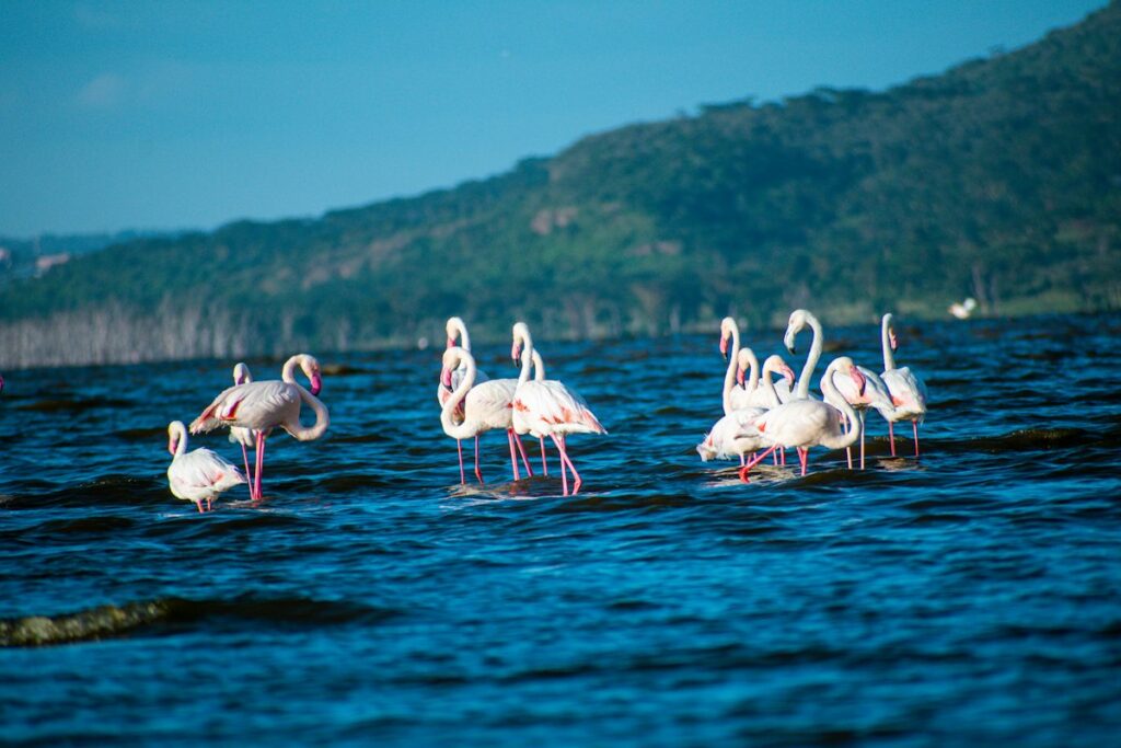 Flamingos wading in a Rift Valley lake