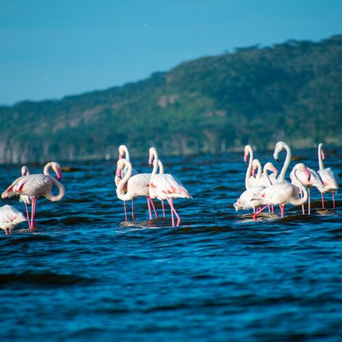 Flamingos wading in a Rift Valley lake