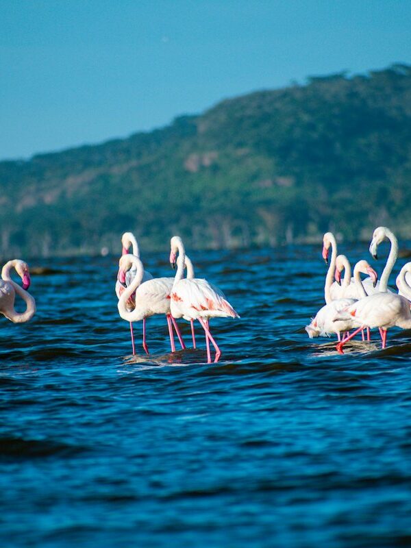 Flamingos wading in a Rift Valley lake