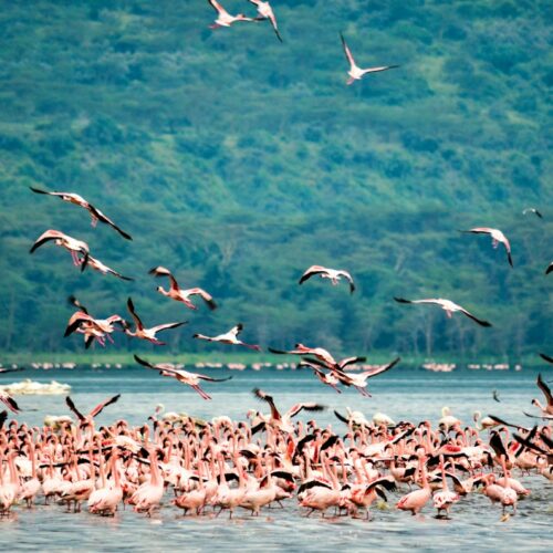 Flock of water birds over a lake in Kenya