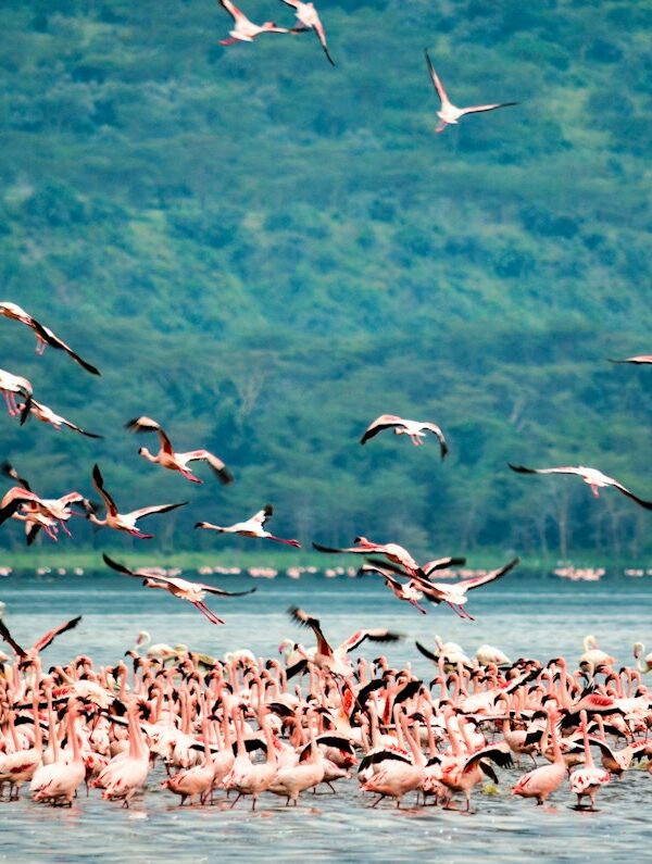 Flock of water birds over a lake in Kenya