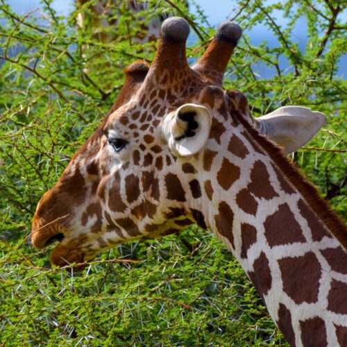 giraffe-feeding-on-tree-tops-in-samburu-scaled