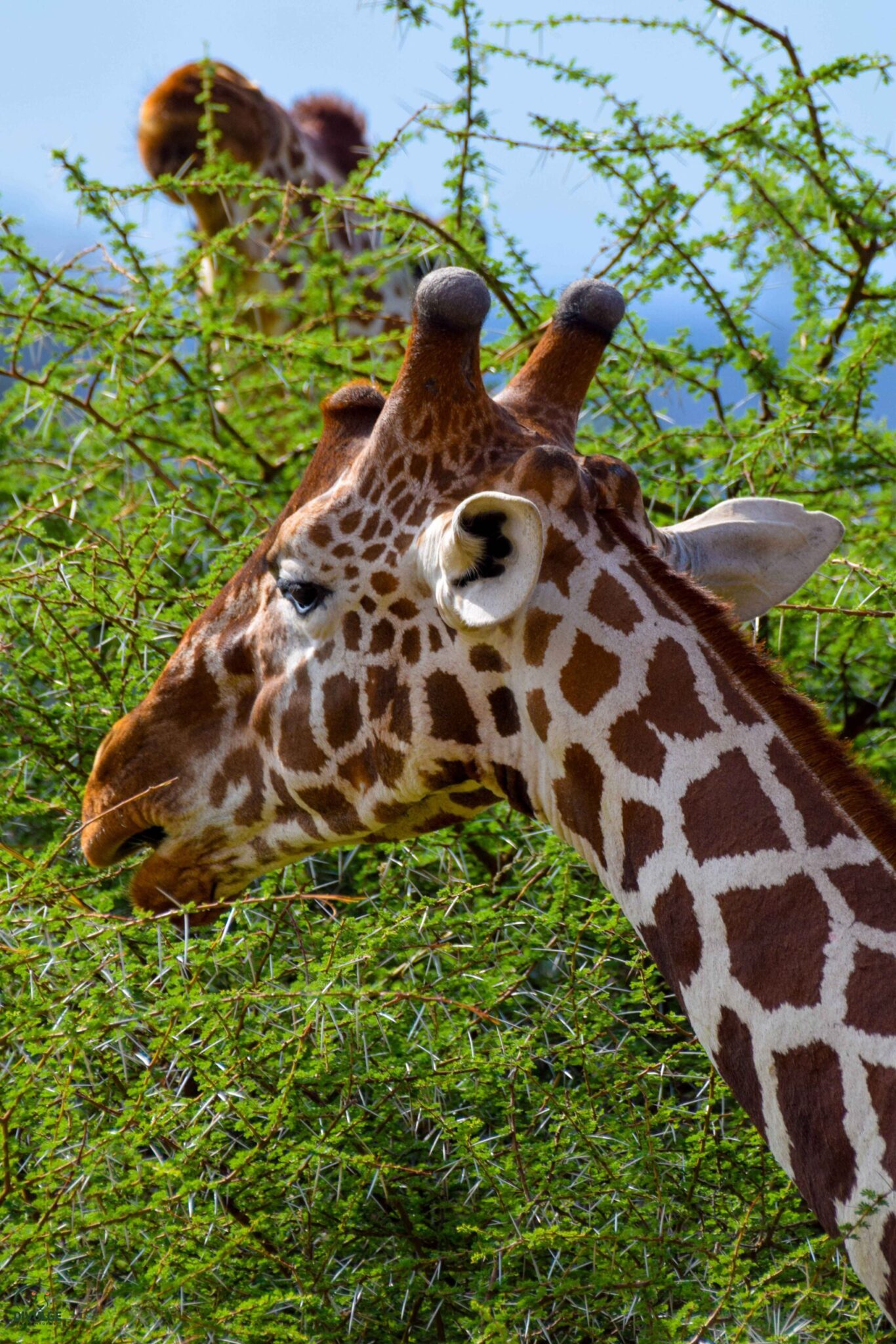 Samburu lodges – a giraffe feeding on treetops in Samburu