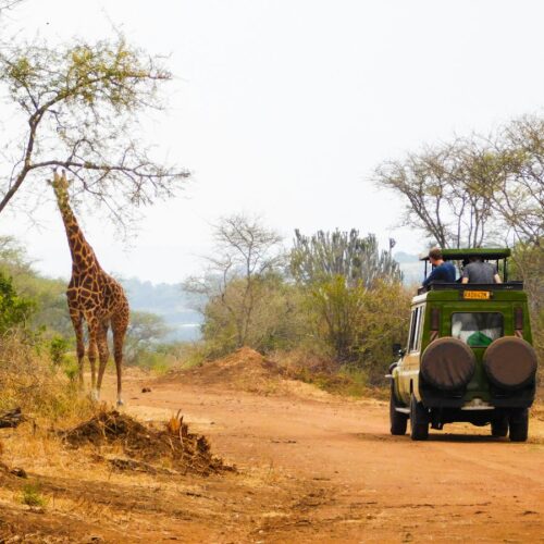 Giraffe in Akagera National Park, Rwanda