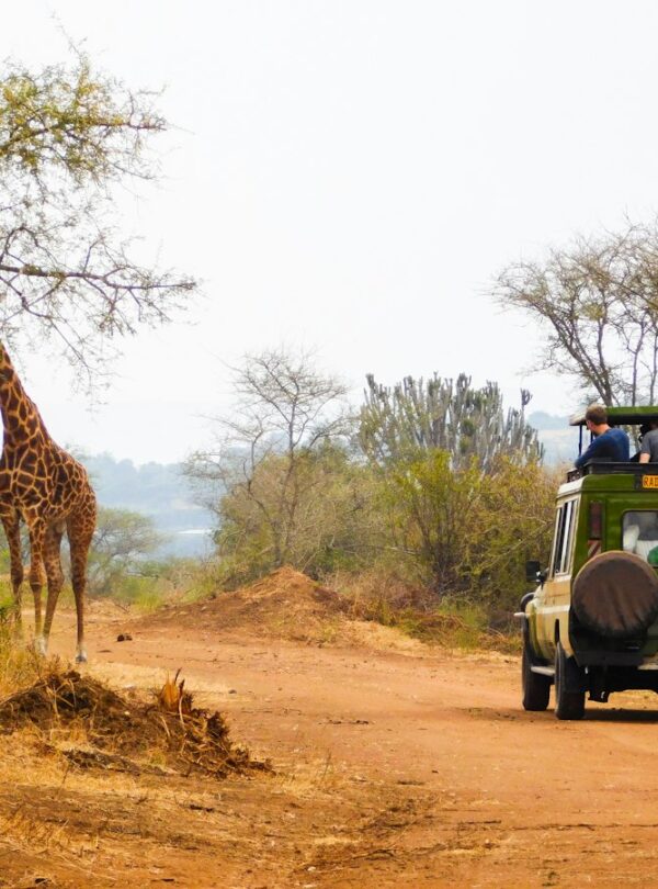 Giraffe in Akagera National Park, Rwanda