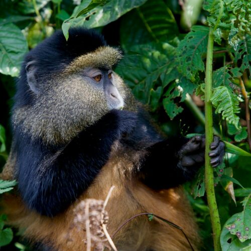 Golden monkey in Volcanoes National Park, Rwanda
